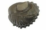 Wide, Enrolled Eldredgeops Trilobite - Removable From Rock #270072-3